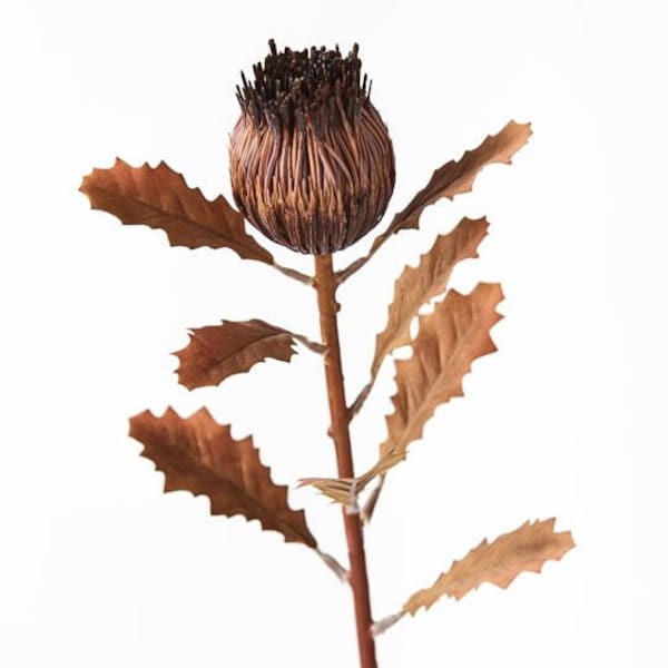 Artificial Fake Faux Protea Bud Flower Dark Chocolate Brown with Leaves on Wired Stem High Quality with Real Touch Texture Dried Look Native