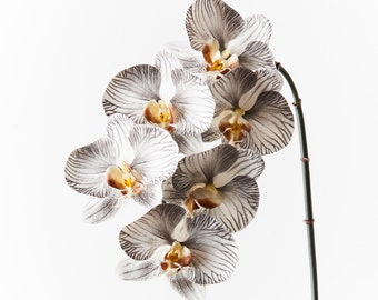 Artificial Phalaenopsis Orchid Stem in Grey 86cm Tall, Real Touch Moth Butterfly Flower for Home Decor Arrangement, Cake Topper or Millinery