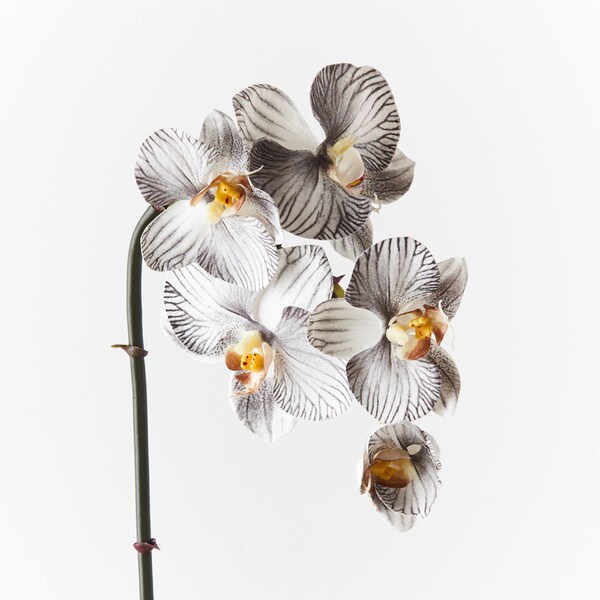 Artificial Fake Faux Real Touch Orchid Stem Phalaenopsis White & Black 51cm Tall High Quality Flowers on Wired Stem Realistic Petal Detail