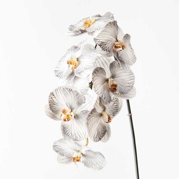 Artificial Fake Faux Real Touch Orchid Stem Phalaenopsis White & Black 96cm Tall High Quality Flowers on Wired Stem Realistic Petal Detail