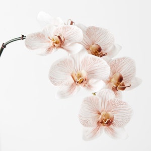 Fake Real Touch Beige Orchid Stem - 86cm Artificial White Phalaenopsis Flower, Home Decor & DIY Wedding Bridal Bouquet, Hat or Cake Topper