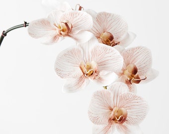 Fake Real Touch Beige Orchid Stem - 86cm Artificial White Phalaenopsis Flower, Home Decor & DIY Wedding Bridal Bouquet, Hat or Cake Topper