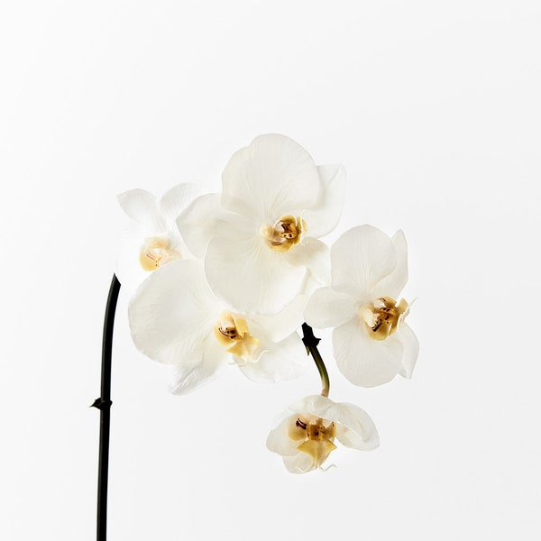 Phalaenopsis, fausse tige d'orchidée artificielle, faux réel, blanc, 51 cm de haut, fleurs de haute qualité sur tige métallique avec pétales réalistes