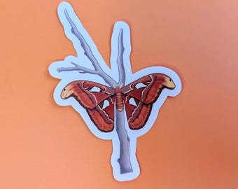 Atlas Moth - Sticker