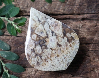 May include: A teardrop-shaped piece of agate with a white and brown pattern. The agate has a smooth, polished surface.