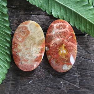 May include: Two oval-shaped fossilised coral cabochons. One is a light orange with white and brown patterns. The other is a darker orange with white and red patterns.