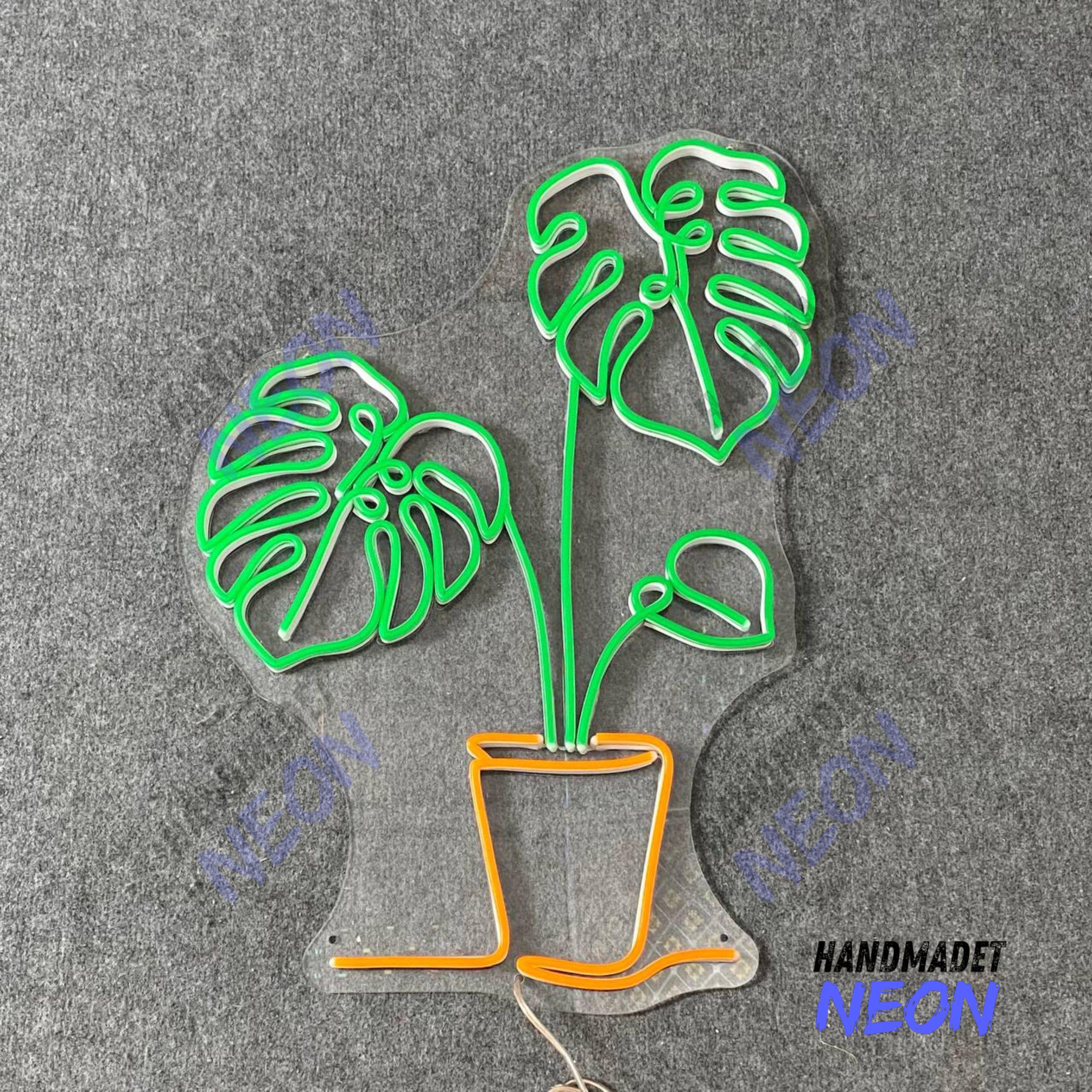 philodendron amazon sunset Philodendron verrucosum Amazon Sunset 'Iricolor' main image 1