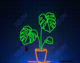 philodendron mcdowell Philodendron McDowell Care
