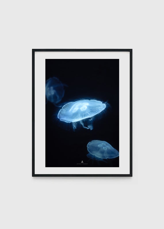 Blue Jellyfish Jellyfish Wall Art Jellyfish Art Ocean Art Etsy