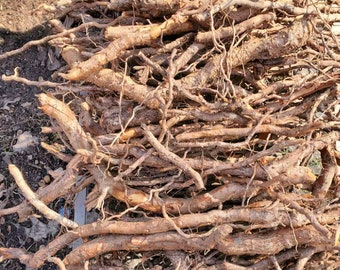 Sassafras root