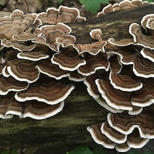 Getrocknete Truthahnschwanzpilze