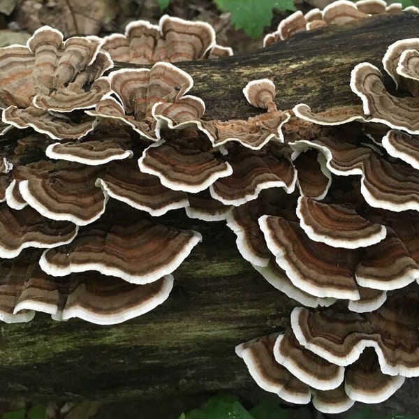 Dried turkey tail mushrooms