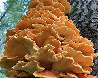 Dried chicken of the woods (laetiporous sp.)