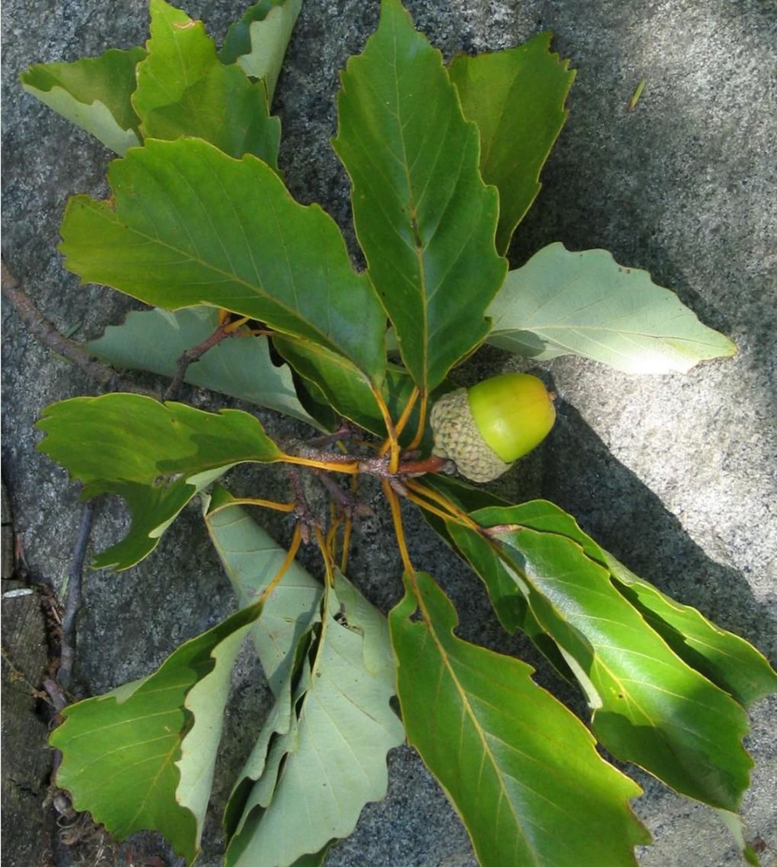 Chestnut Oak Acorns for Growing - Etsy