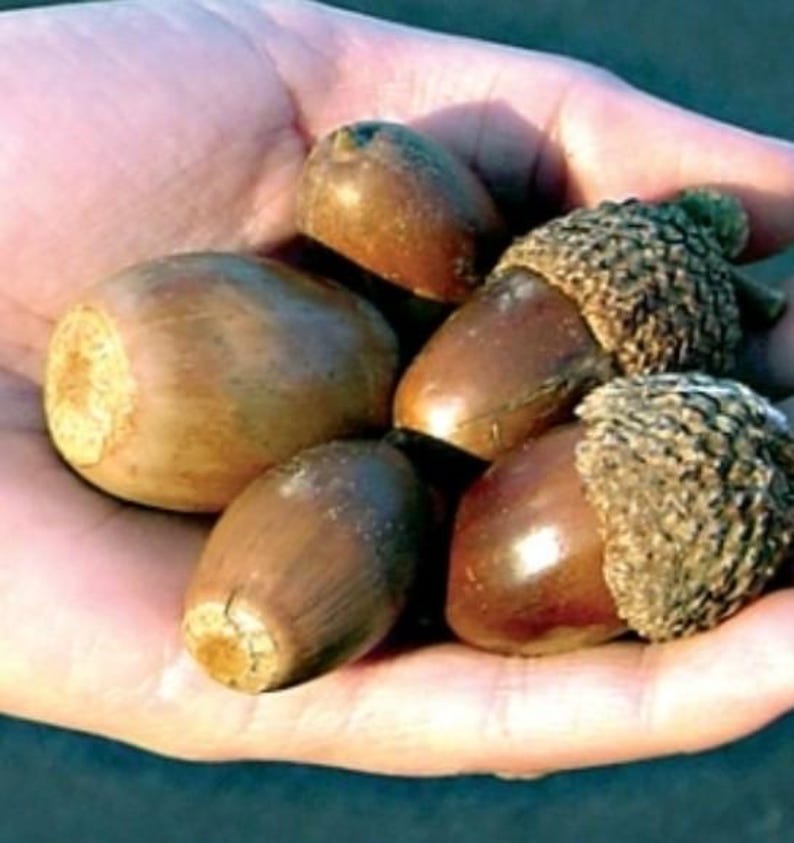 Chestnut Oak Acorns for Growing - Etsy