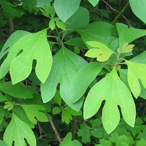 Sassafras root