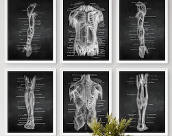 Human Body Anatomy Print,Vintage Human Anatomy Art Poster,Human Anatomy Artwork,Muscle   Posters,Medical Wall Pictures Decor,Therapist Gifts