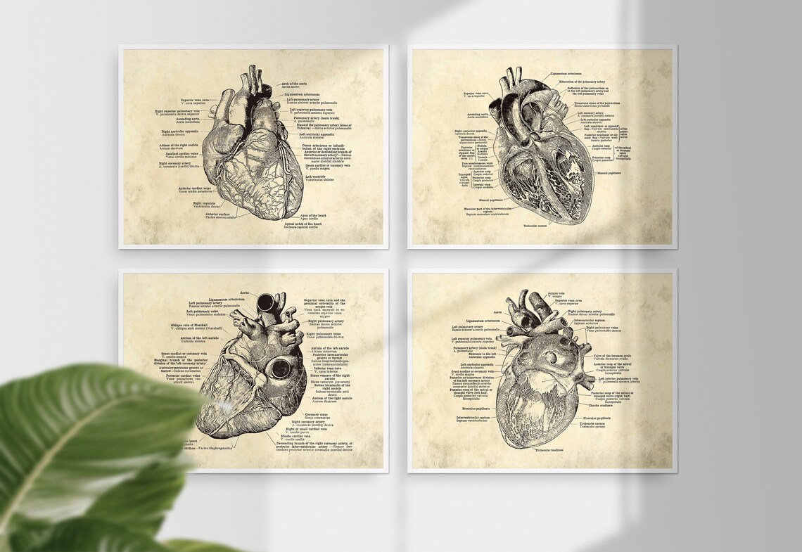 Anatomical Heart Print Set: Vintage Medical Art (digital Download) - Etsy