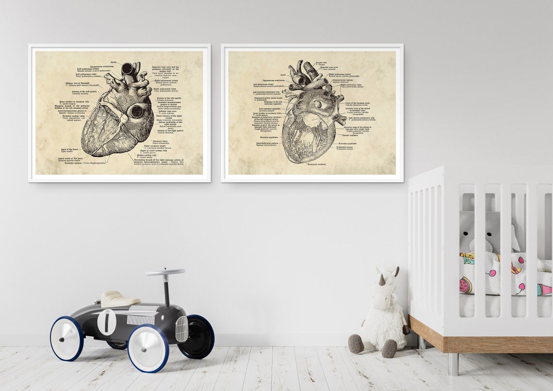 Anatomical Heart Print Set: Vintage Medical Art (digital Download) - Etsy