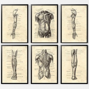 May include: Set of six framed anatomical art prints. Each print features detailed black and white illustrations of human anatomy, including the arm, torso, and leg muscles, set against a vintage-style beige background.