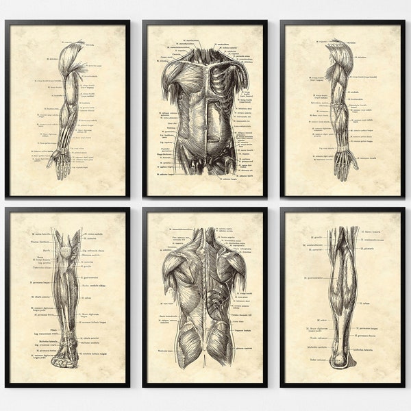 Set van 6 menselijk lichaam anatomie print, vintage menselijke anatomie kunst poster, menselijke anatomie artwork, spier posters, medische muur foto's decor