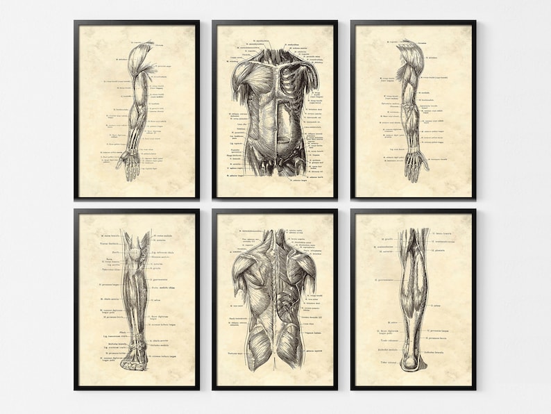 May include: Set of six framed anatomical art prints. Each print features detailed black and white illustrations of human anatomy, including the arm, torso, and leg muscles, set against a vintage-style beige background.