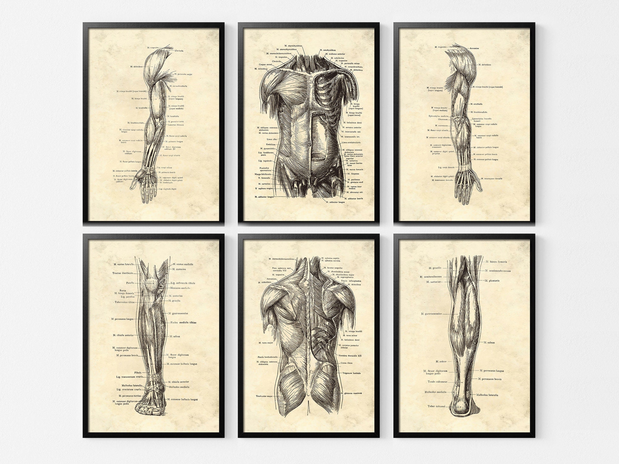 Vintage Anatomy Print Set: Medical Muscle Art (digital Download) - Etsy ...