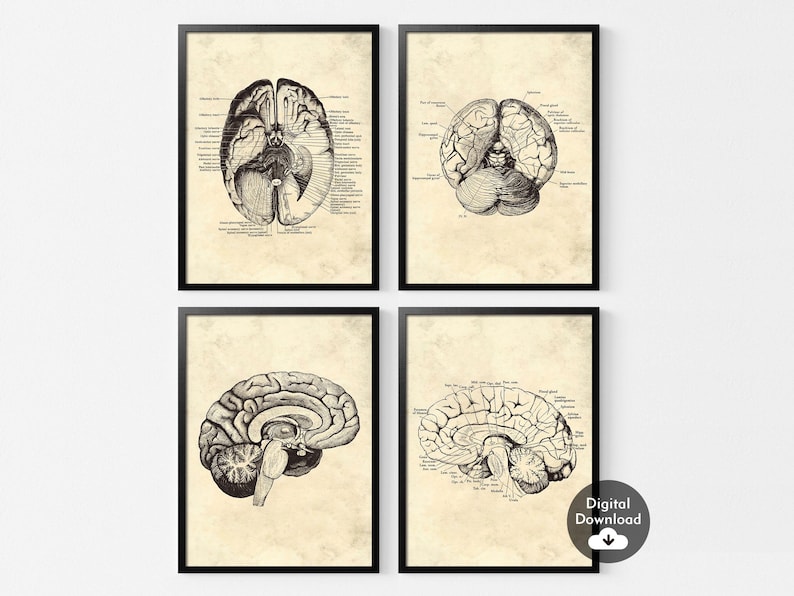 Set of 4 Vintage Human Brain Anatomy Art Prints (digital Download) - Etsy