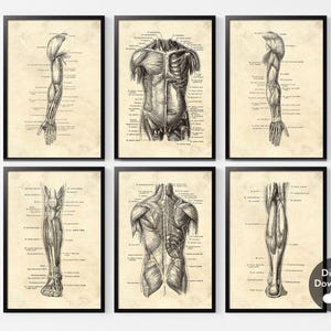 Conjunto de 6 impresiones de anatomía del cuerpo humano, póster artístico vintage de anatomía humana, ilustraciones de anatomía humana, pósteres musculares, decoración de cuadros médicos para pared.