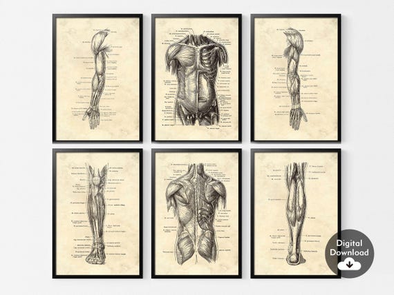 Vintage Anatomy Print Set: Medical Muscle Art (Digital Download)
