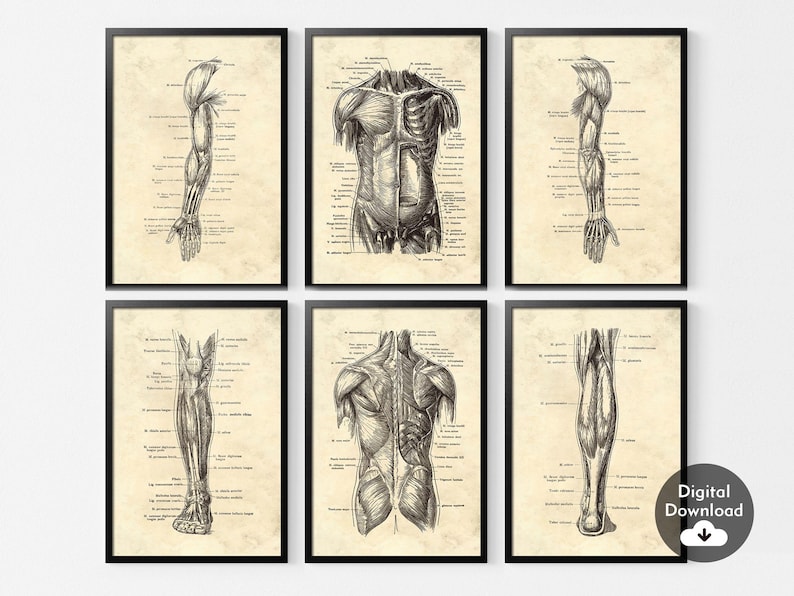 May include: Six framed anatomical art prints. Each print features detailed black and white illustrations of the human anatomy, including the arm, torso, and leg. The prints have a vintage, aged paper background.