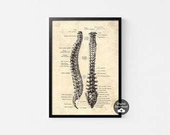 Vintage Anatomical Spine Print: Medical Educational Decor (Digital Download)