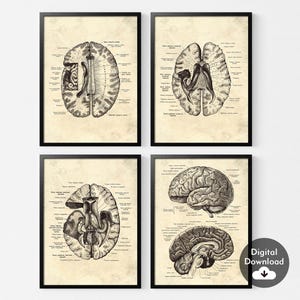 Set of 4 Human Brain Anatomy Print，Vintage Brain Anatomy Art Poster，Neuroscience Art，Doctors Gift，Anatomy Poster，Medical Wall Pictures Decor