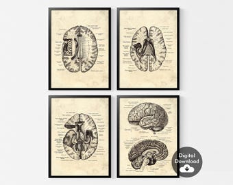 Set of 4 Human Brain Anatomy Print，Vintage Brain Anatomy Art Poster，Neuroscience Art，Doctors Gift，Anatomy Poster，Medical Wall Pictures Decor