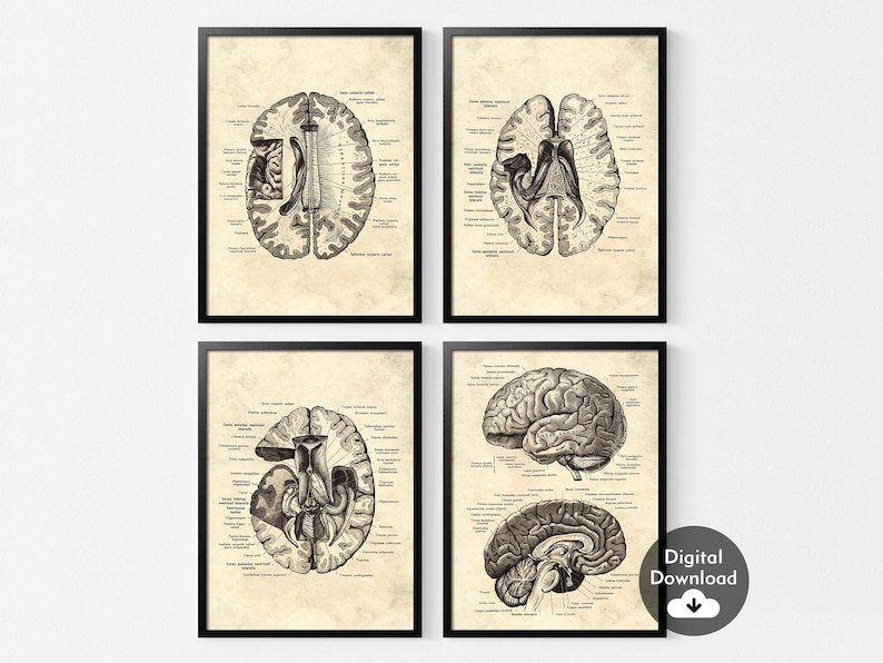 Vintage Human Brain Anatomy Art Prints, Set of 4 (digital Download) - Etsy