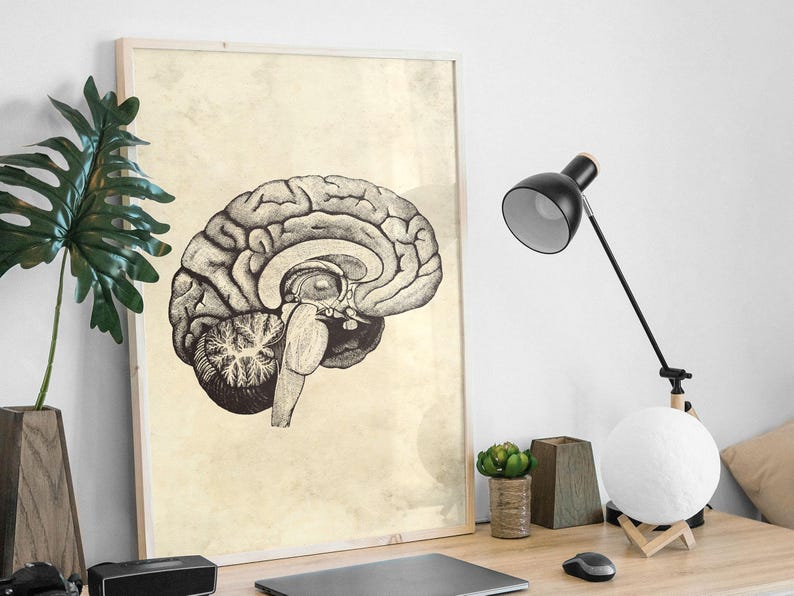 Set of 4 Vintage Human Brain Anatomy Art Prints (digital Download) - Etsy
