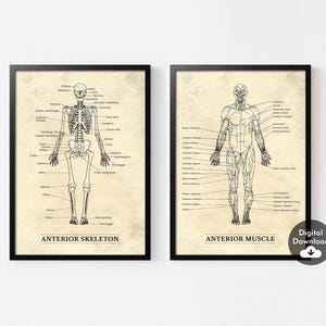 Puede incluir: Dos láminas anatómicas enmarcadas. Una representa un esqueleto humano etiquetado como "Anterior Skeleton". La otra muestra la musculatura humana etiquetada como "Anterior Muscle". Ambas son dibujos lineales negros sobre fondo beige con marcos negros.