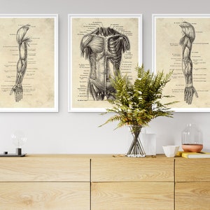 May include: Three framed anatomical art prints. The prints depict detailed illustrations of the human anatomy, including the arm, back muscles, and skeletal structure. The artwork is in black and white, with labels on a beige background.