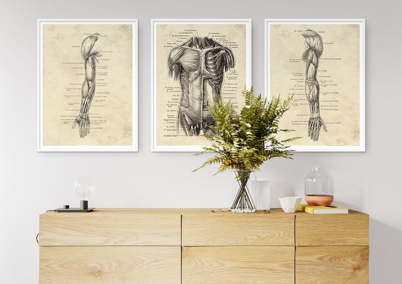 May include: Three framed anatomical art prints. The prints depict detailed illustrations of the human anatomy, including the arm, back muscles, and skeletal structure. The artwork is in black and white, with labels on a beige background.