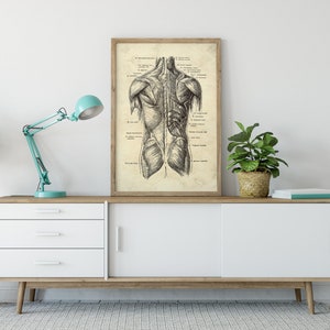 May include: A framed anatomical print of the human back muscles, in black and white, displayed on a white and wood-toned cabinet. The print has detailed illustrations and labels. A teal desk lamp and potted plants are also on the cabinet.