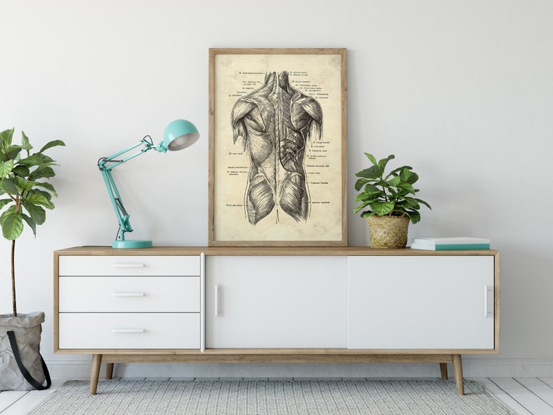 May include: A framed anatomical print of the human back muscles, in black and white, displayed on a white and wood-toned cabinet. The print has detailed illustrations and labels. A teal desk lamp and potted plants are also on the cabinet.