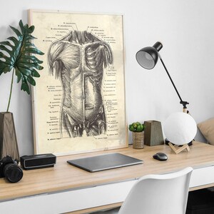 May include: Anatomy poster featuring a detailed illustration of the human torso, showcasing muscles and anatomical labels. The artwork is framed in a light-colored wooden frame. The poster is displayed on a wooden desk, alongside a black desk lamp, a laptop, and other decorative items.