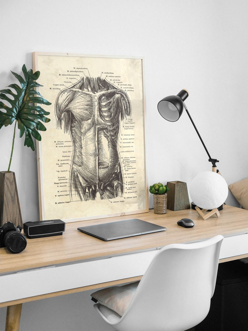 May include: Anatomy poster featuring a detailed illustration of the human torso, showcasing muscles and anatomical labels. The artwork is framed in a light-colored wooden frame. The poster is displayed on a wooden desk, alongside a black desk lamp, a laptop, and other decorative items.