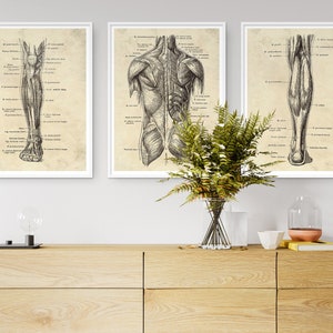 May include: Three framed anatomical art prints. The prints feature detailed black and white illustrations of the human anatomy, including the leg, back muscles, and leg muscles. The prints are displayed on a light wood cabinet with a vase of greenery.