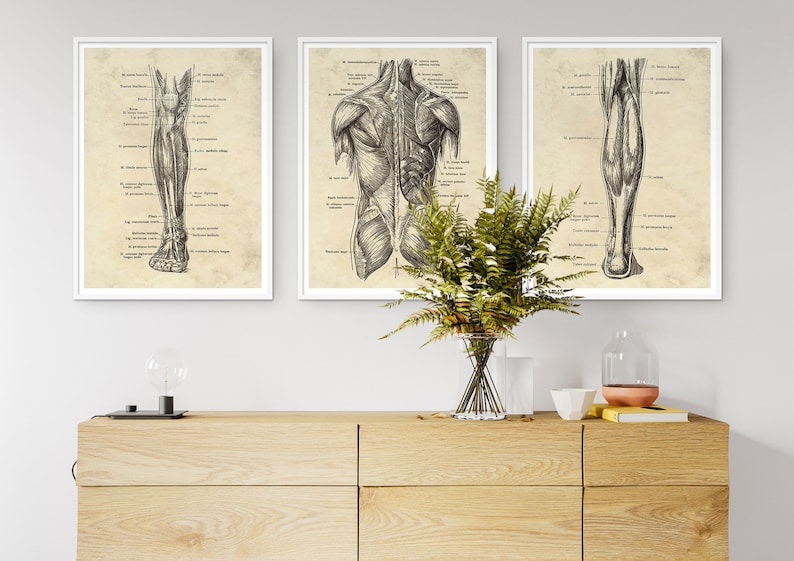 May include: Three framed anatomical art prints. The prints feature detailed black and white illustrations of the human anatomy, including the leg, back muscles, and leg muscles. The prints are displayed on a light wood cabinet with a vase of greenery.