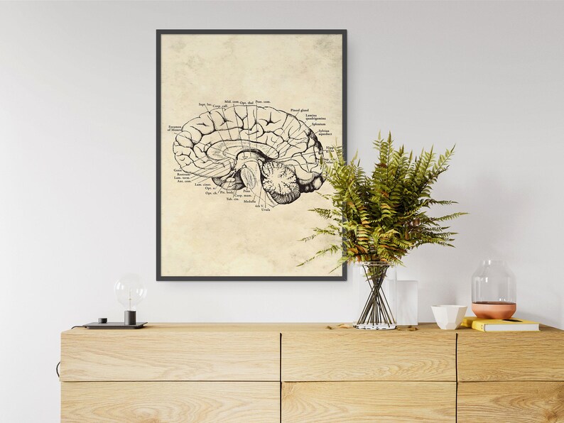 Set of 4 Vintage Human Brain Anatomy Art Prints (digital Download) - Etsy