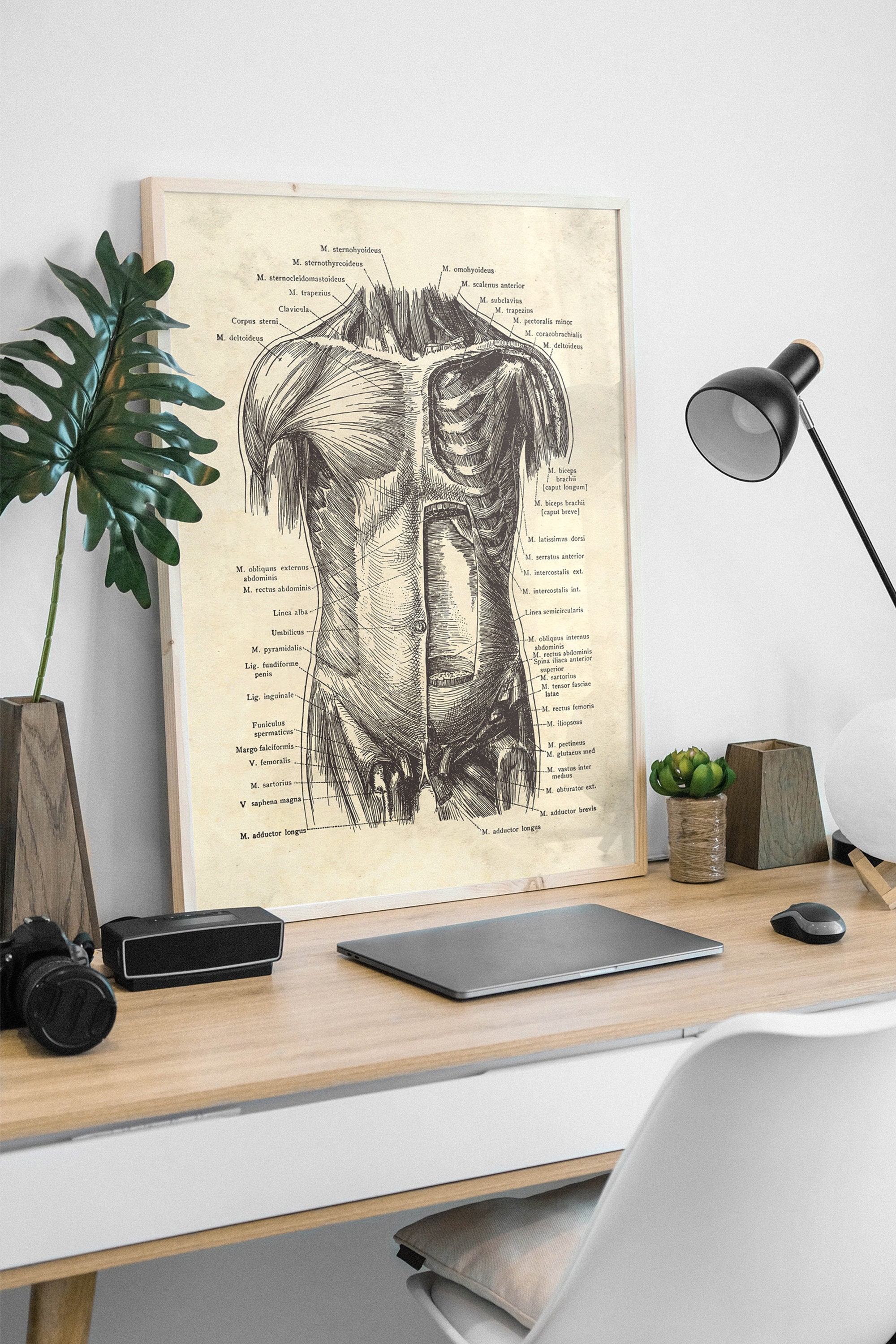 Vintage Human Anatomy Art Print, Muscle Posters, Medical Decor - Etsy