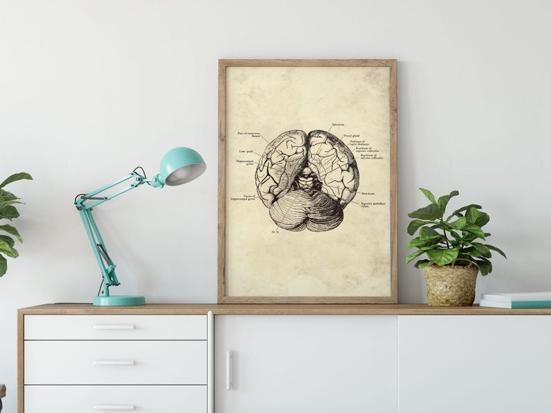 Set of 4 Vintage Human Brain Anatomy Art Prints (digital Download) - Etsy