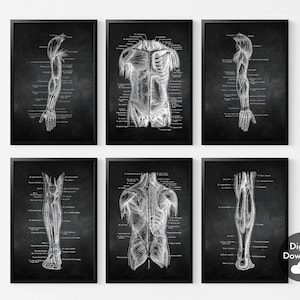 人体解剖学プリント6枚セット、ヴィンテージ人体解剖学アートポスター、人体解剖学アートワーク、筋肉ポスター、医療用壁画装飾