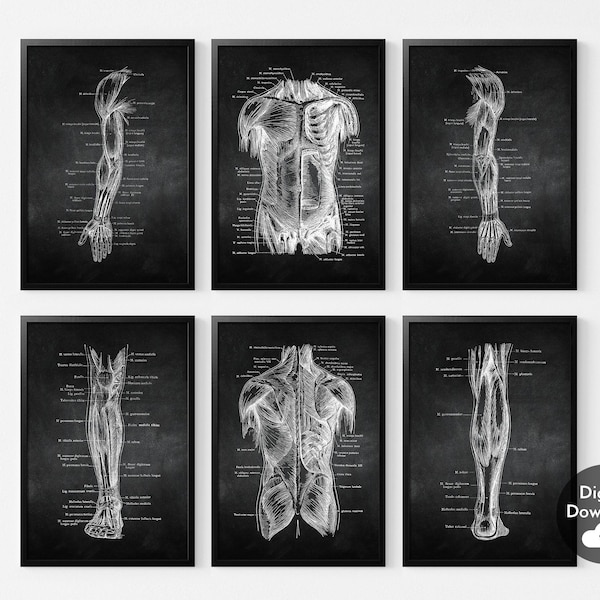 Human Anatomy Posters - Etsy
